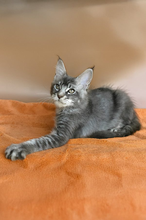 Adam | Maine Coon Kitten