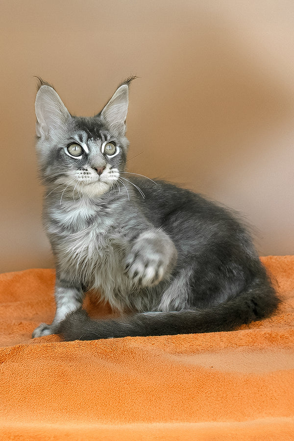 Adam | Maine Coon Kitten