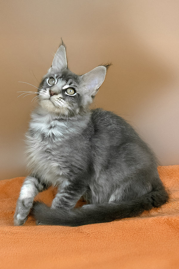 Adam | Maine Coon Kitten