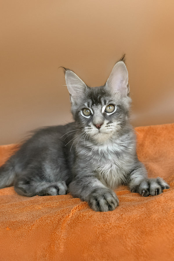 Adam | Maine Coon Kitten
