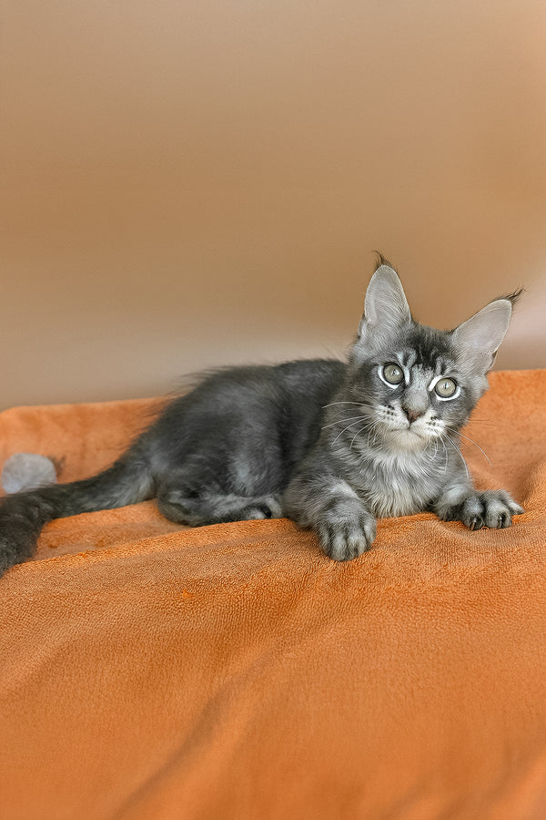 Adam | Maine Coon Kitten