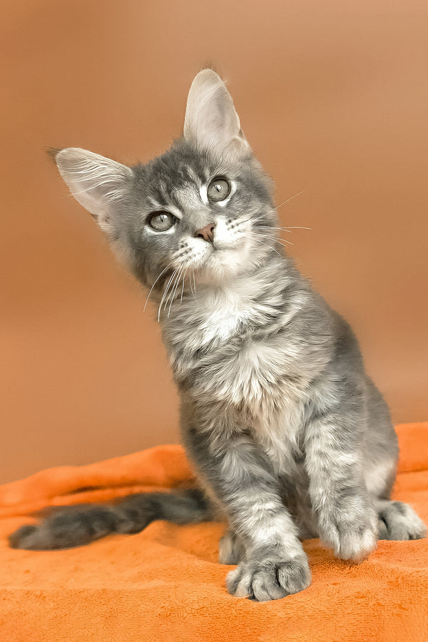 Anatha | Maine Coon Kitten