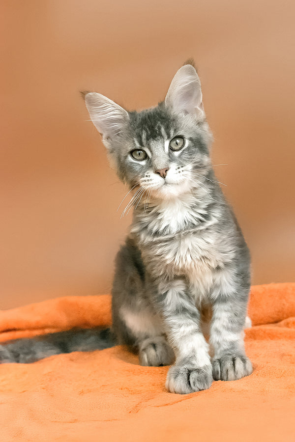 Anatha | Maine Coon Kitten