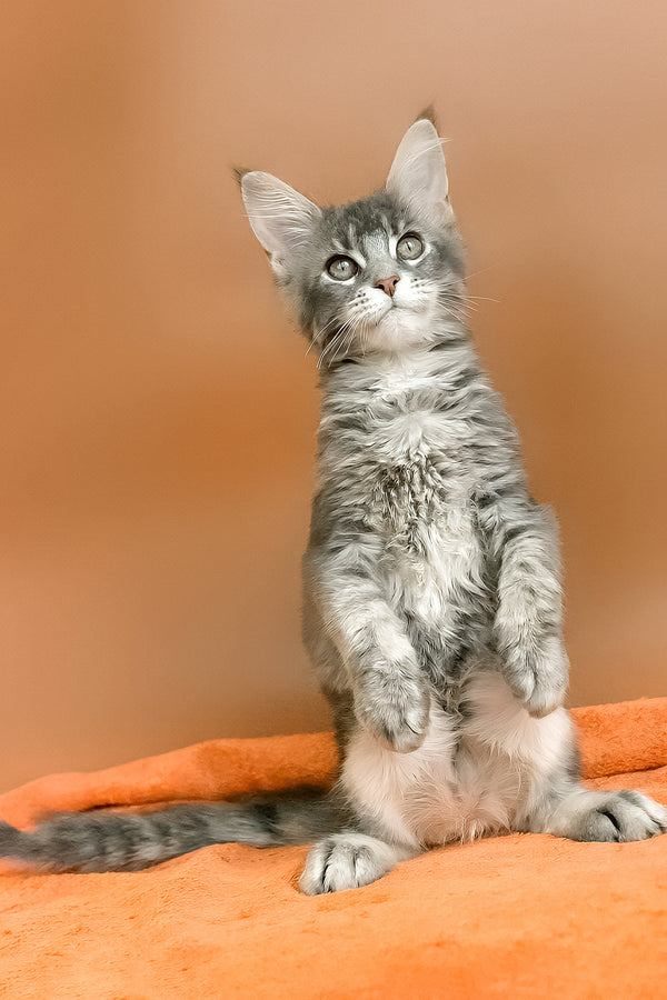 Anatha | Maine Coon Kitten