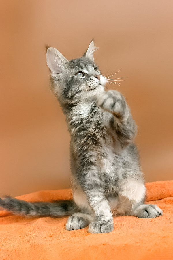 Anatha | Maine Coon Kitten