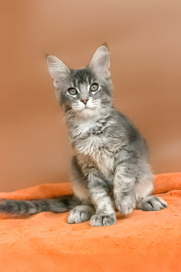 Anatha | Maine Coon Kitten