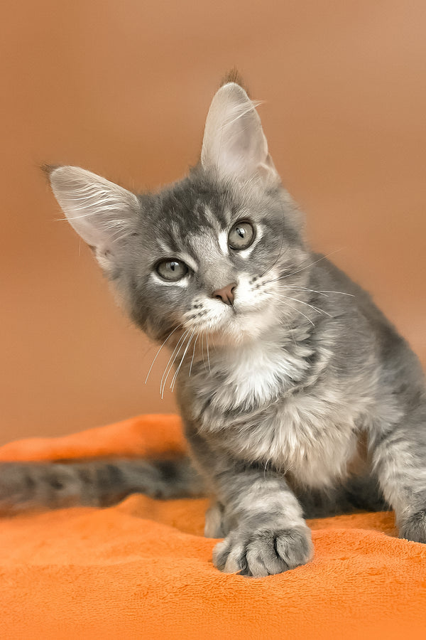 Anatha | Maine Coon Kitten