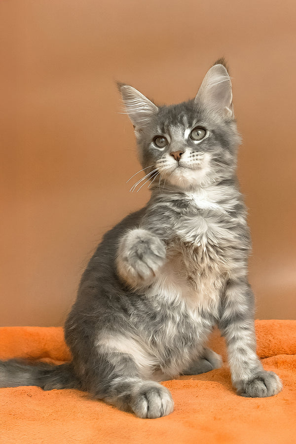 Anatha | Maine Coon Kitten