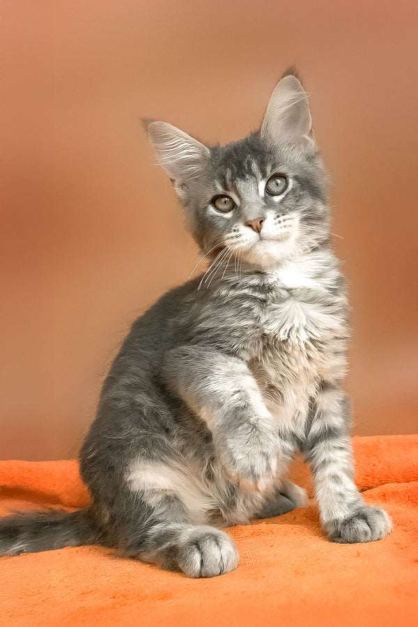 Anatha | Maine Coon Kitten
