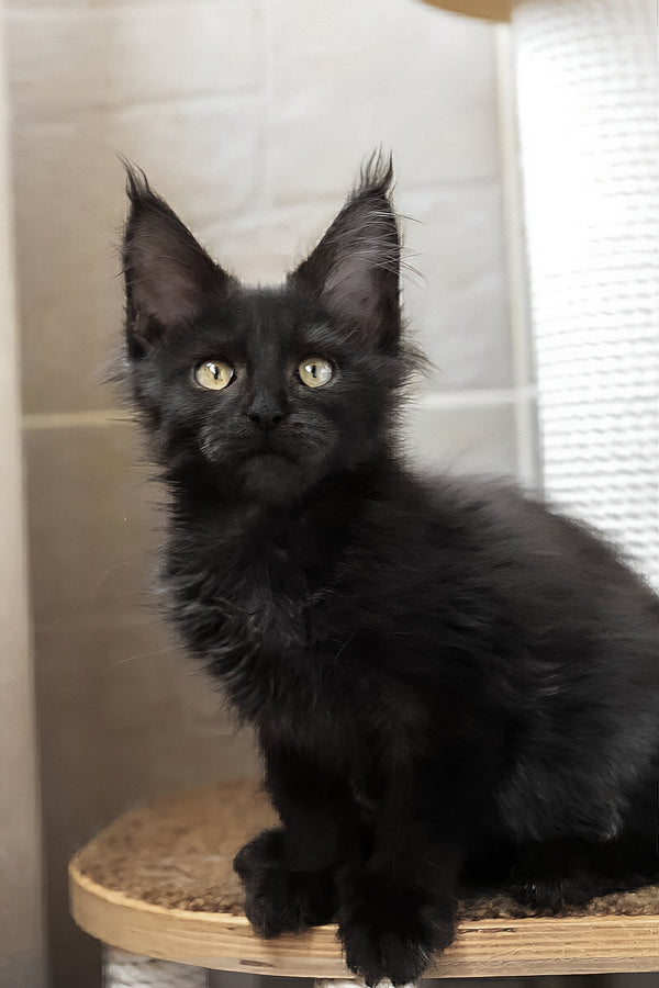 Butterscotch | Maine Coon Kitten