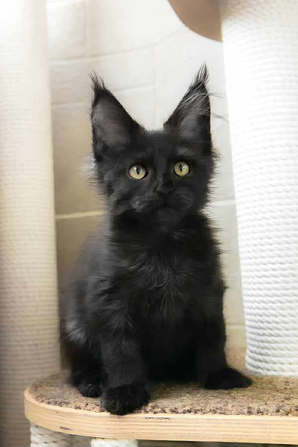 Butterscotch | Maine Coon Kitten