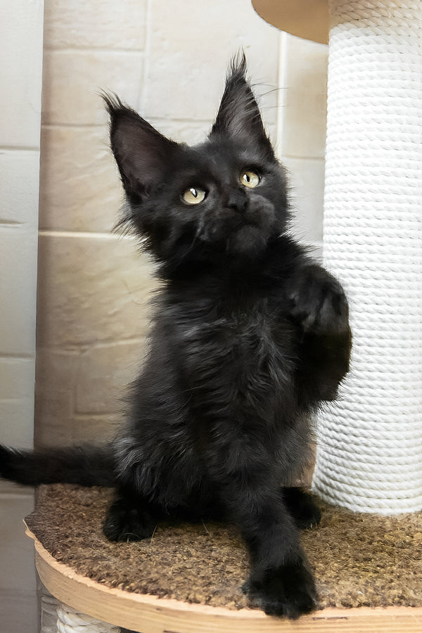 Butterscotch | Maine Coon Kitten
