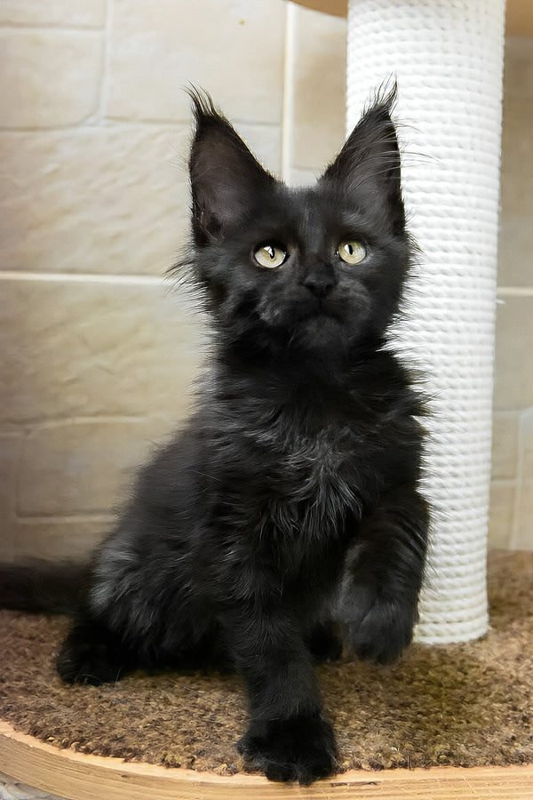 Butterscotch | Maine Coon Kitten