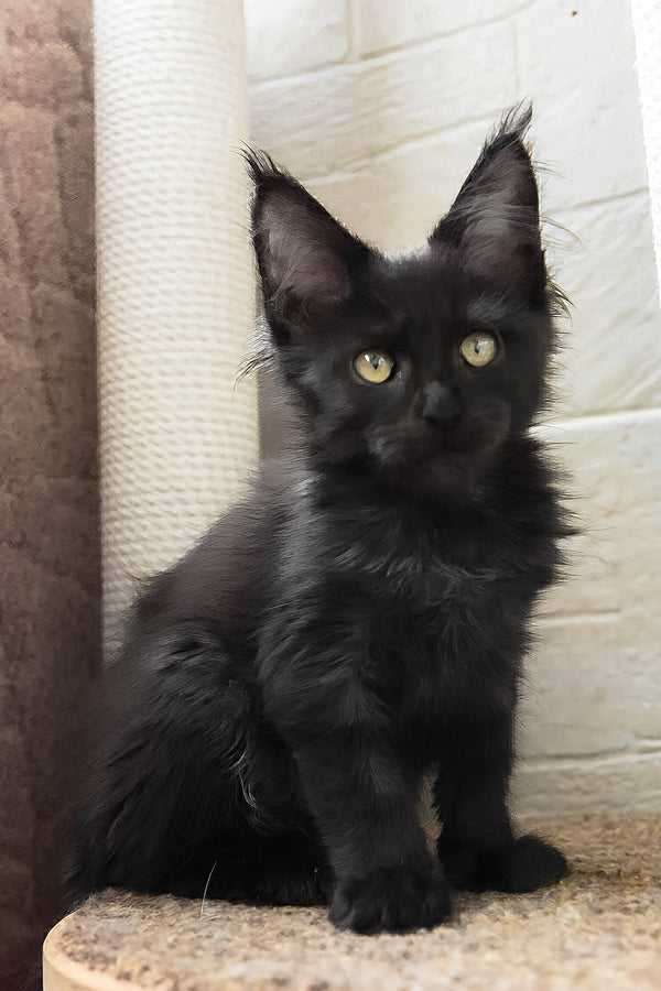 Butterscotch | Maine Coon Kitten