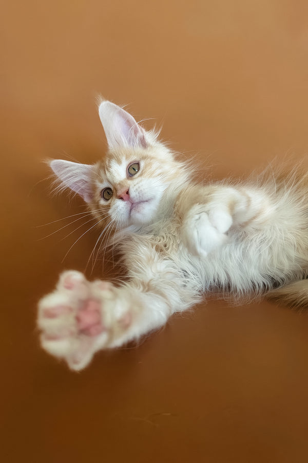 Eclaer | Maine Coon Kitten