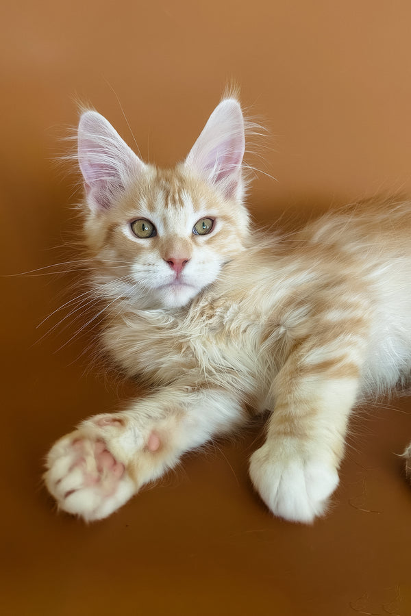 Eclaer | Maine Coon Kitten