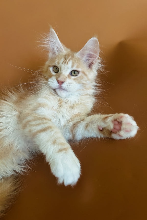 Eclaer | Maine Coon Kitten