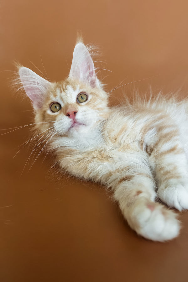 Eclaer | Maine Coon Kitten