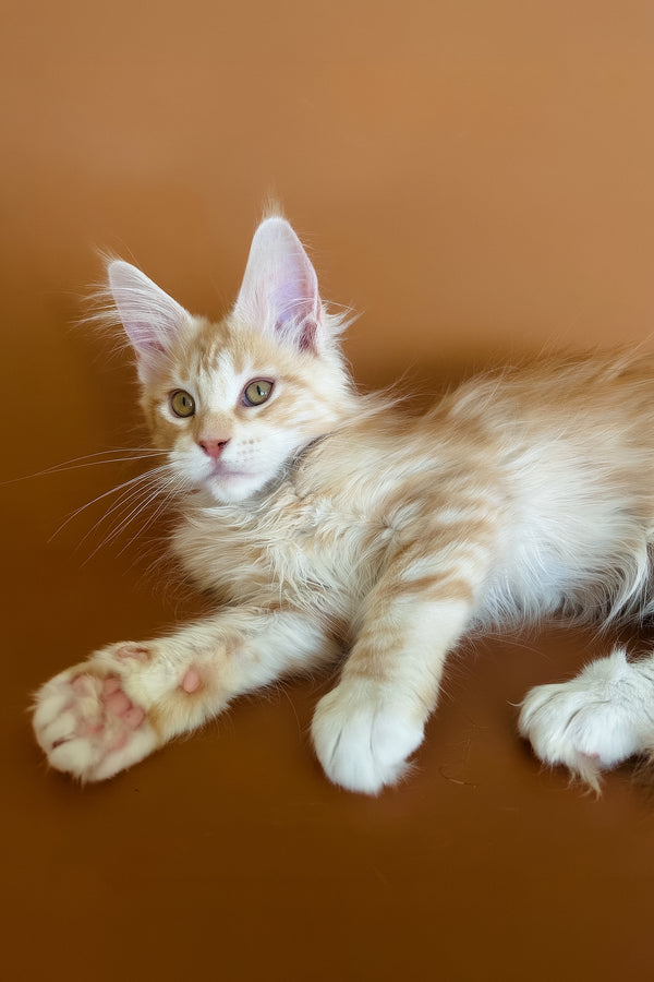 Eclaer | Maine Coon Kitten