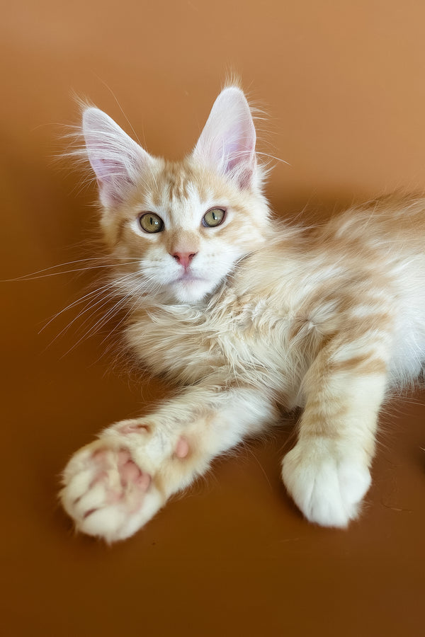 Eclaer | Maine Coon Kitten