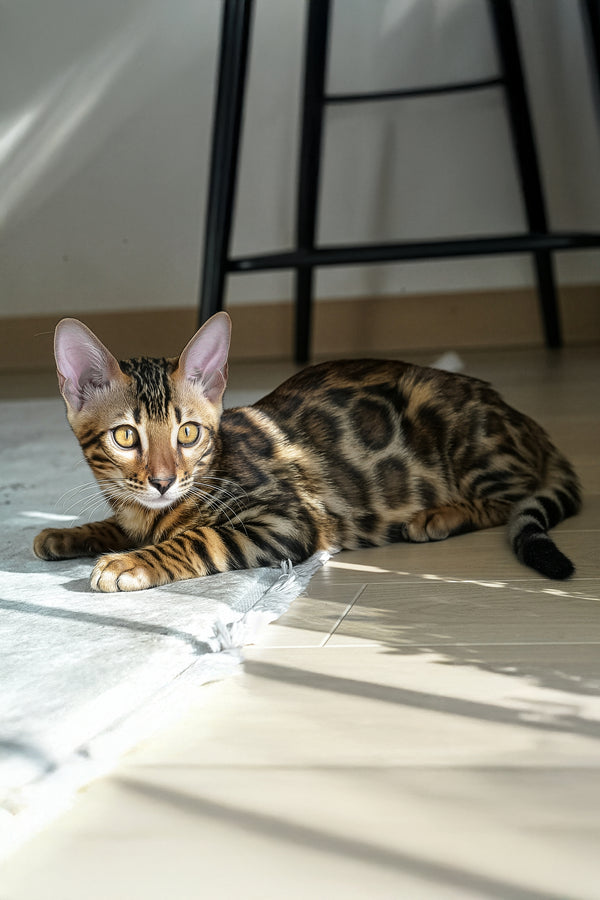 Seth | Bengal Kitten