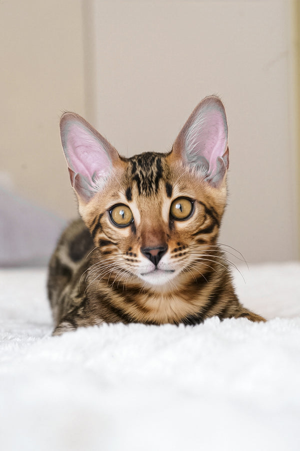 Seth | Bengal Kitten