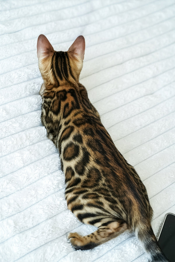 Seth | Bengal Kitten