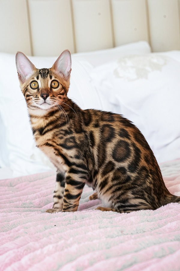 Seth | Bengal Kitten