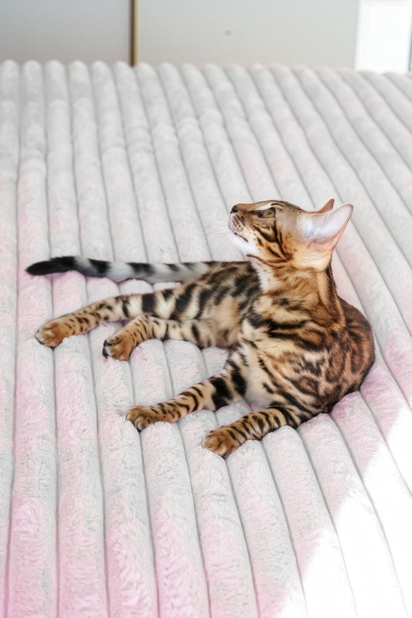 Seth | Bengal Kitten