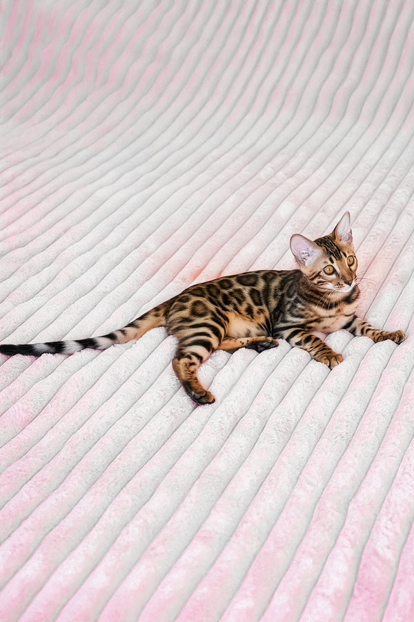 Seth | Bengal Kitten