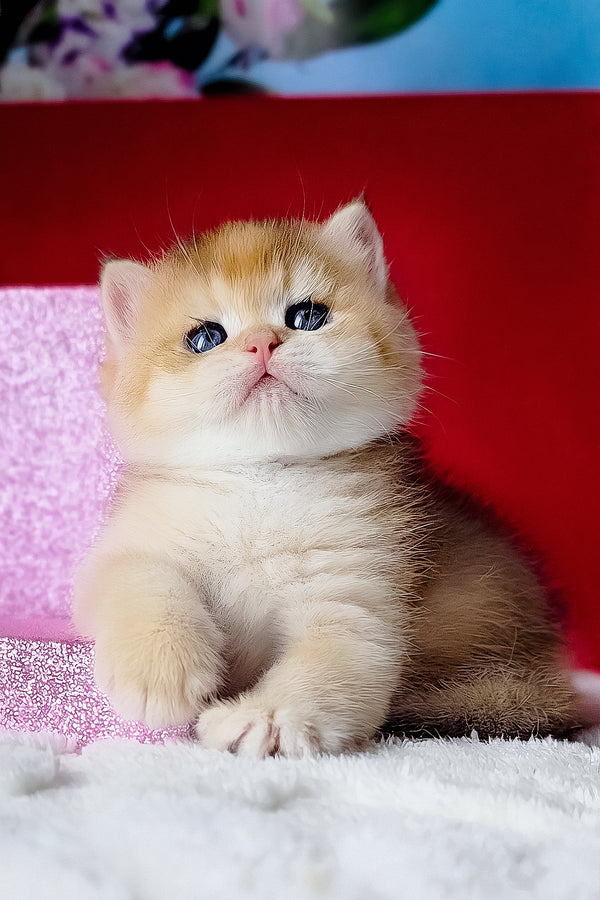 A fluffy golden british shorthair kitten with blue eyes sits on a soft white surface with breeding rights and health guarantee