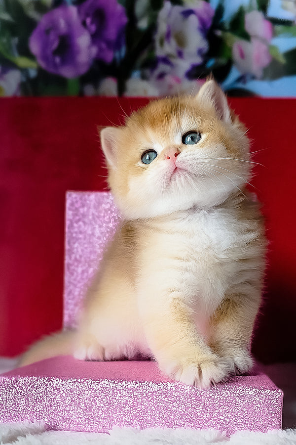 Adorable british shorthair kitten simba with golden fur and blue eyes sitting on a glittery pink gift box with breeding rights and comprehensive health guarantee