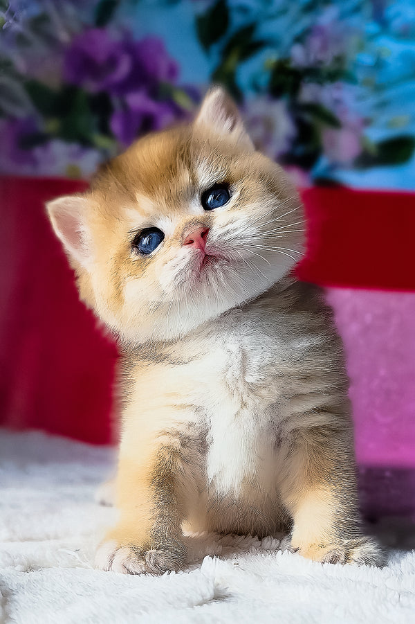 Simba british shorthair kitten with fluffy golden fur blue eyes and white chest offered with breeding rights and health guarantee