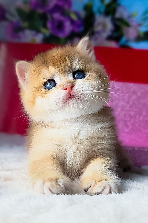 Simba british shorthair kitten with fluffy golden fur and blue eyes sitting on soft white surface with breeding rights