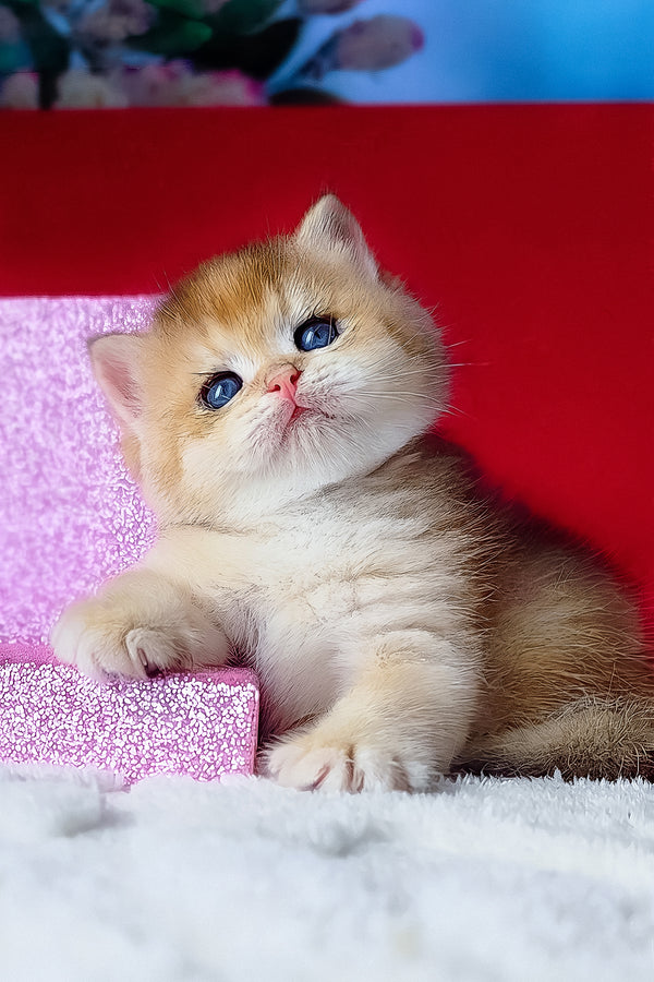 A fluffy golden british shorthair kitten named simba with striking blue eyes rests on a pink glittery surface with breeding rights and comprehensive health guarantee