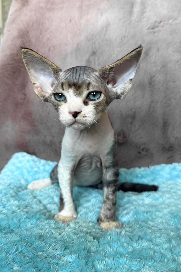 Simba | Devon Rex Kitten