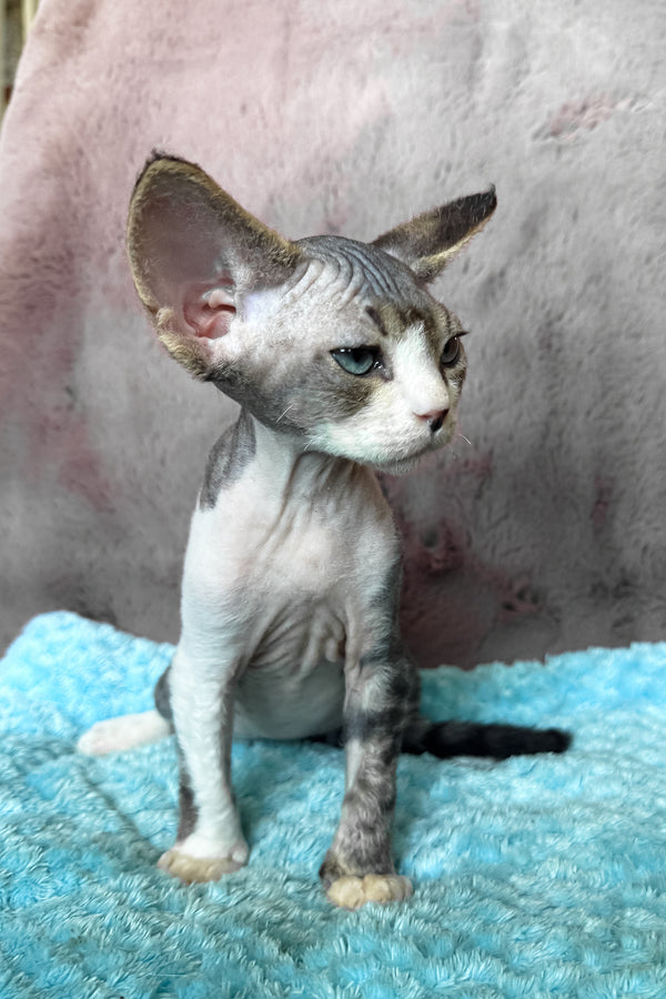 Simba | Devon Rex Kitten