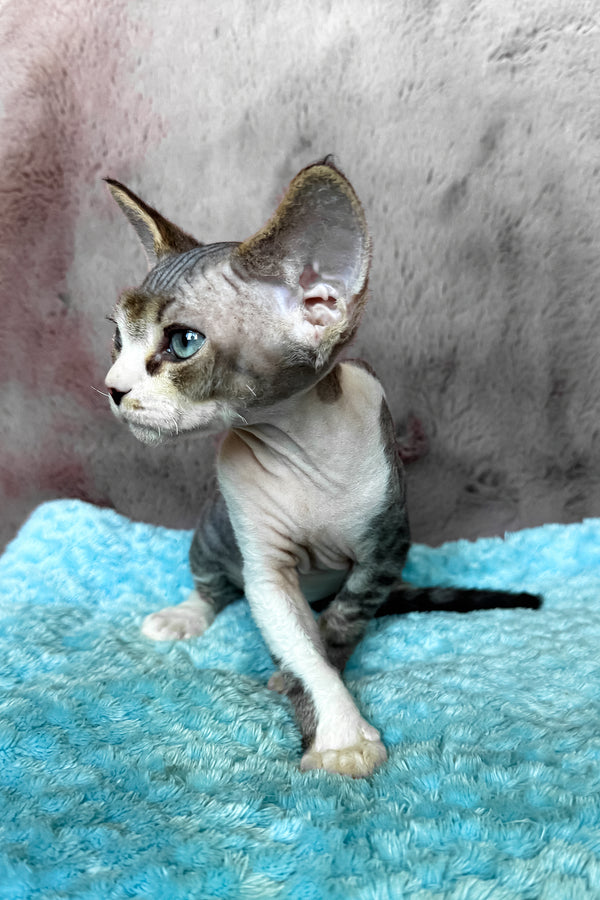 Simba | Devon Rex Kitten