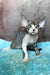 Simba | Devon Rex Kitten