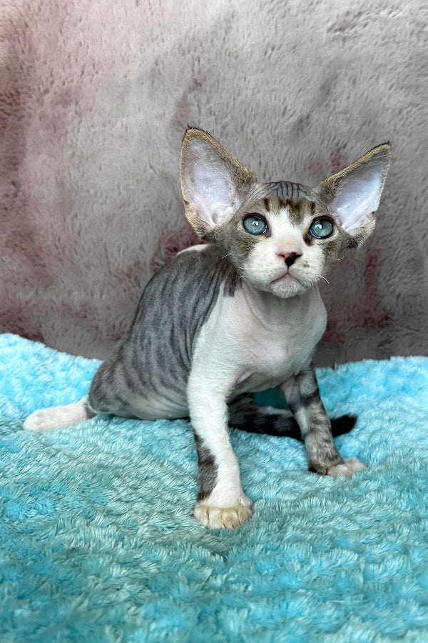 Simba | Devon Rex Kitten