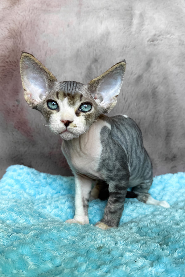 Simba | Devon Rex Kitten