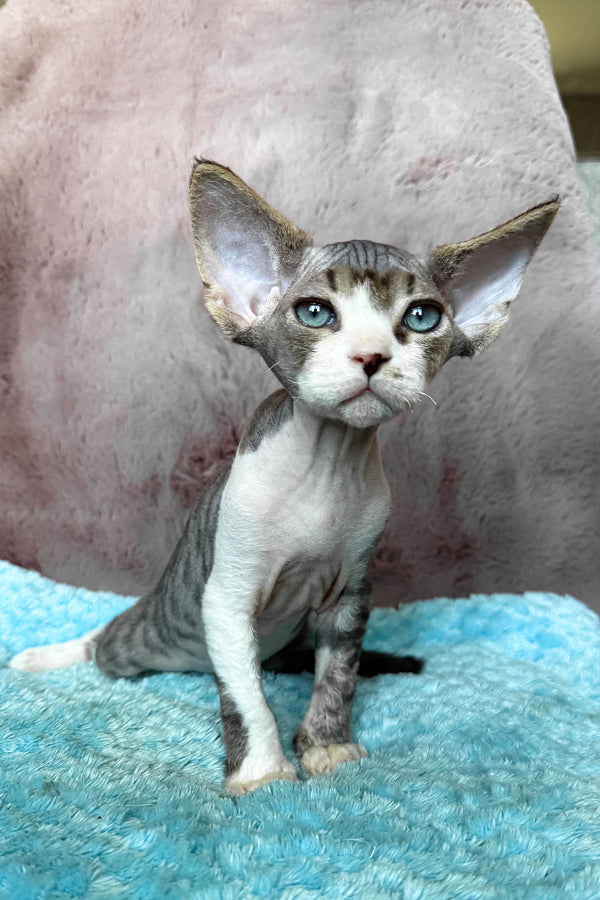 Simba | Devon Rex Kitten