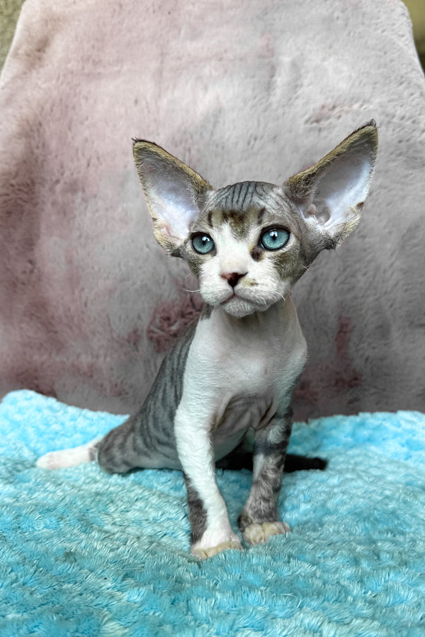 Simba | Devon Rex Kitten