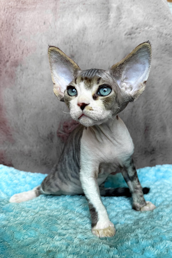 Simba | Devon Rex Kitten