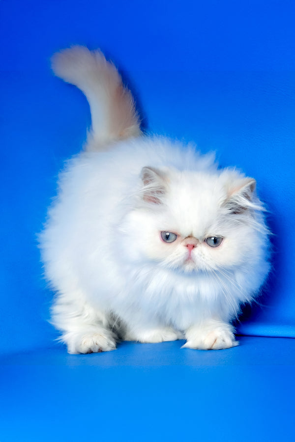 Simon | Persian Kitten