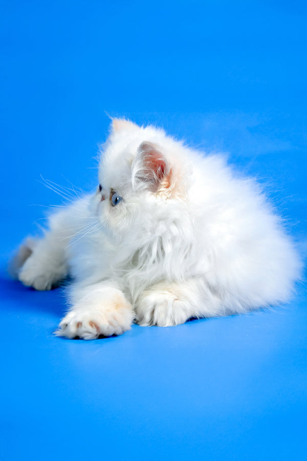 Simon | Persian Kitten