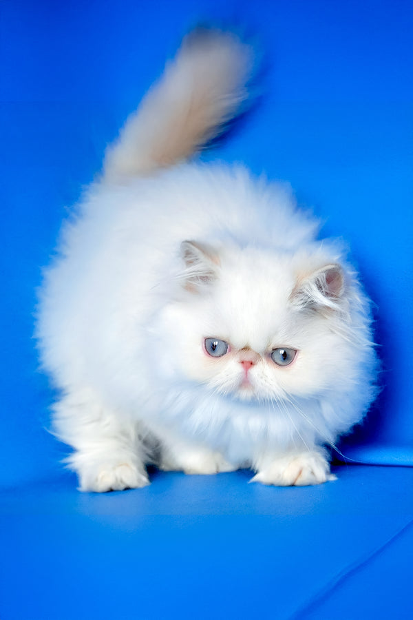 Simon | Persian Kitten