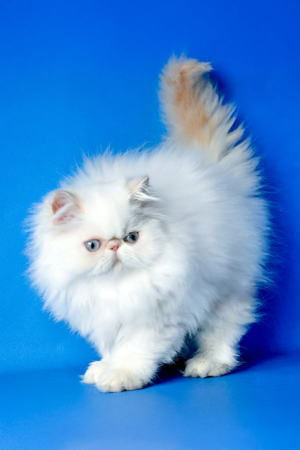 Simon | Persian Kitten