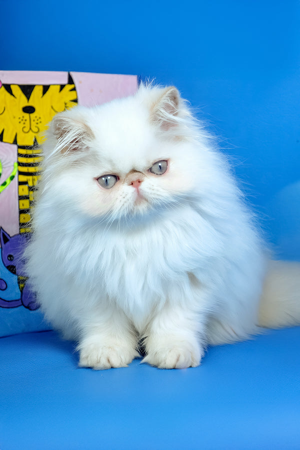 Simon | Persian Kitten