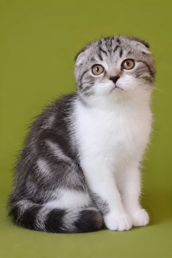 Simon | Scottish Fold Kitten